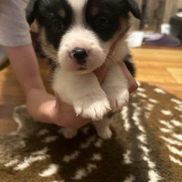Earp - Black and tan male Pembroke Welsh Corgi puppy in Huntington, Texas from Flower Hill Farm