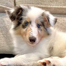 Collie Puppies from EverHeart Collies