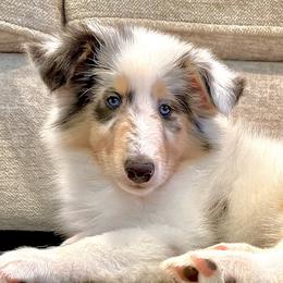 Collie Puppies from EverHeart Collies