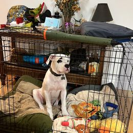American Bulldog Puppies from Slayton's American Bulldogs