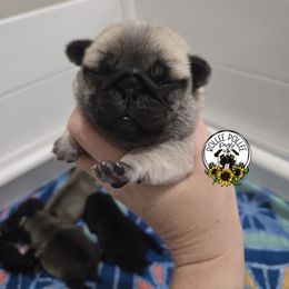 Girl 1 - Fawn female Pug puppy in Keysville, Georgia from Rollee Pollee Pugs
