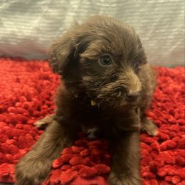 Puppy 4 - Brown female Whoodle puppy in Corinth, Maine from Whoodles of Maine