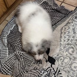Australian Shepherd and German Shorthaired Pointer Puppies from Flynbee Farm