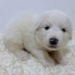 Clyde - Orange Collar - White male Great Pyrenees puppy in San Marcos, California from Faith Family Freedom Farm