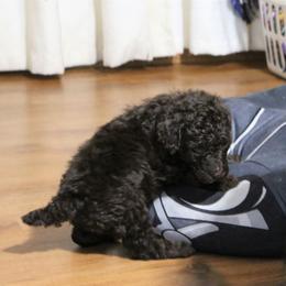 Poodle Puppies from RK'S Pets