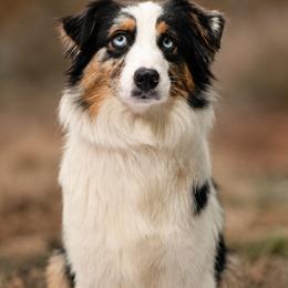 Phoenix - Australian Shepherd