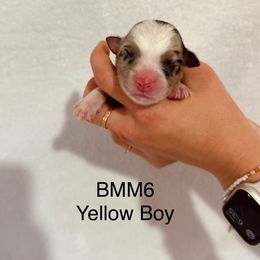 Yellow Ribbon Blue Merle Boy - Blue merle male Australian Shepherd puppy in Dundee, Ohio from Aussies Of Circle H