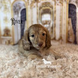 River - Cream male Dachshund puppy in Rainier, Oregon from Doxies in Wonderland