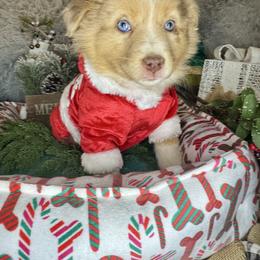 Jade - Red merle female Miniature Australian Shepherd puppy in California from Eagle River Aussies