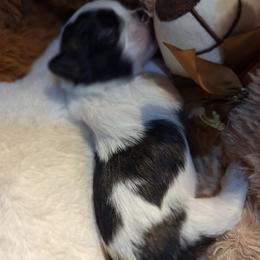 Ace - Black and white male Mal-Shi puppy in Apollo Beach, Florida from Gemstone Exclusive Pups of Florida