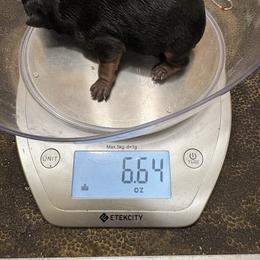 Man Solo - Black and gold male Yorkshire Terrier puppy in Phoenix, Arizona from Coursey’s Yorkies