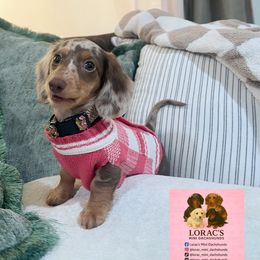 Beyoncé - Dachshund