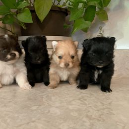 Pomeranian Puppies from POMS USA