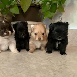 Pomeranian Puppies from POMS USA
