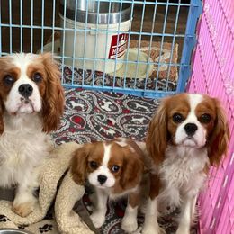 Cavalier King Charles Spaniel All Grown Up from Mentmore Spaniels