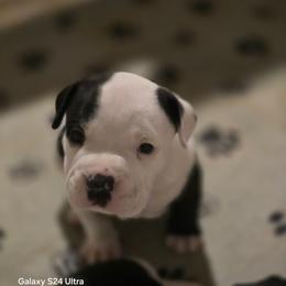 Poe - White male American Bully puppy in Tyler, Texas from Big Momma'z Monsta Bullies (BMMB)