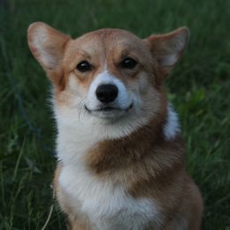Agnes - Pembroke Welsh Corgi