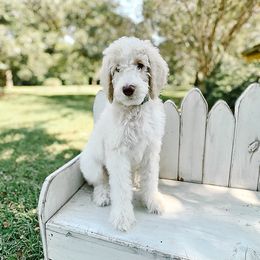 White Mocha - Parti male Goldendoodle puppy in Montgomery, Texas from Dacus Doodles