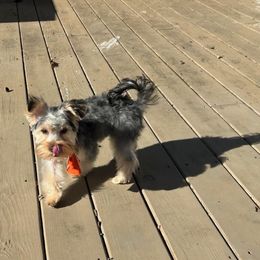 Assorted Doodle Crosses, Double Doodle, Maltipoo, Morkie, and Yorkipoo Puppies from Danza Bolo