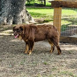 Rooster - Australian Shepherd