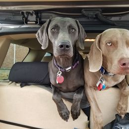 Weimaraner All Grown Up from Ghostsofthesleepinggods