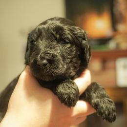 Noctis - Phantom male Goldendoodle puppy in Portsmouth, Virginia from Hopping Howlers Ranch