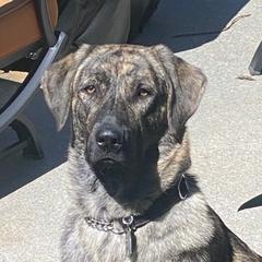 Anatolian Shepherd Dogs from Carla's Anatolian Shepherd Dogs