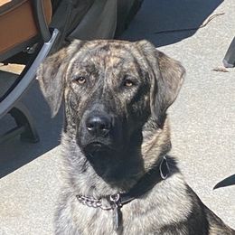 Anatolian Shepherd Dogs from Carla's Anatolian Shepherd Dogs