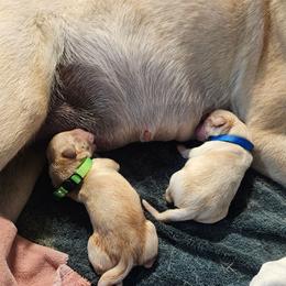 Justice- green collar - Yellow male Labrador Retriever puppy in Davenport, Washington from LynnDee's Kennel