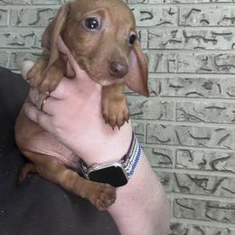 Runtlett - Red male Dachshund puppy in Athens, Texas from County Road Puppies