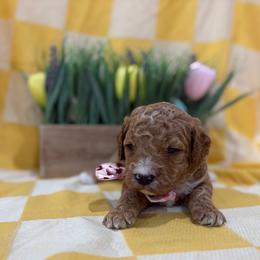Marc - Red  male Goldendoodle puppy in Camden, North Carolina from Oopsie Doodles of NC