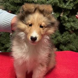 Shetland Sheepdog Puppies from BranGay Shetland Sheepdogs Since 1971
