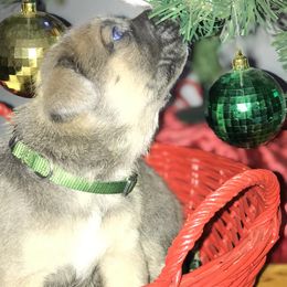 Cane Corso and Lowchen Puppies from High Royal Kennel