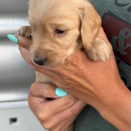 Cream boy - Cream male Dachshund puppy in Redmond, Oregon from Glossy Doxies