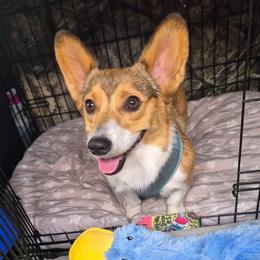 Nina - Pembroke Welsh Corgi