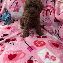 Bluey - Red  male Poodle puppy in Bakersfield, California from Underground kennels