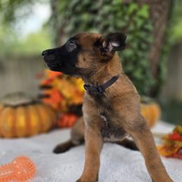 Ember - Mahogany female Belgian Malinois puppy in Conover, North Carolina from Rose Kennels