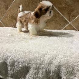 Paul - Red and white male Shih Tzu puppy in Eastvale, California from Gigi’s Shih tzu