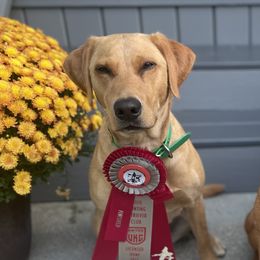 Covie - Labrador Retriever