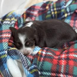 Dachshund Puppies from Vandruff Creek Mini Dachshunds
