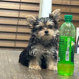 Captain - Black & tan tri-color male Morkie puppy in Oakland, Kentucky from Imperial Dogs