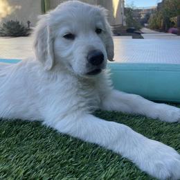 Golden Retriever Puppies from Loposky Goldens