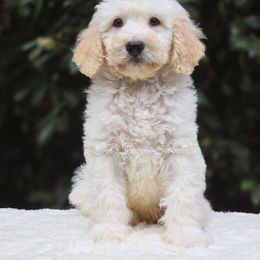 Drift - Cream male Goldendoodle puppy in Centreville, Mississippi from Trin's Designer Doodles