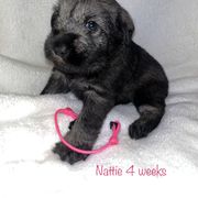 Standard Schnauzer Puppies from OmaStarke Standard Schnauzers
