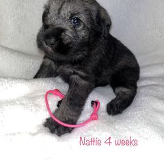 Standard Schnauzer Puppies from OmaStarke Standard Schnauzers