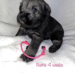 Standard Schnauzer Puppies from OmaStarke Standard Schnauzers