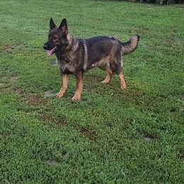 Brendy - German Shepherd