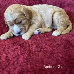 Girl 1 - Apricot and white (Reserved) - Apricot female Cavapoo puppy in Tempe, Arizona from Springerdoodles Plus AZ