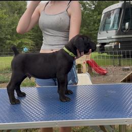 Swaggers - Black male Cane Corso puppy in Opelousas, Louisiana from Azelees Cane Corso