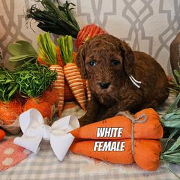 White - Red  female Goldendoodle puppy in Haughton, Louisiana from Bailey’s Cajun Canines